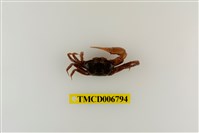 藏品(北方丑招潮蟹)的圖片